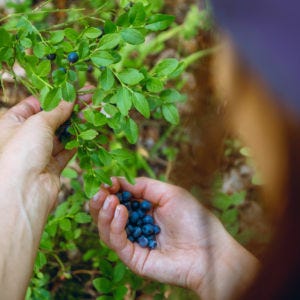 Woman gathers ripe fresh blueberries in the forest. 