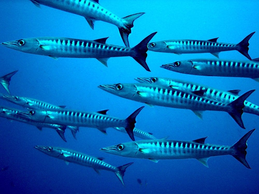 barracuda-779382_1920.jpg