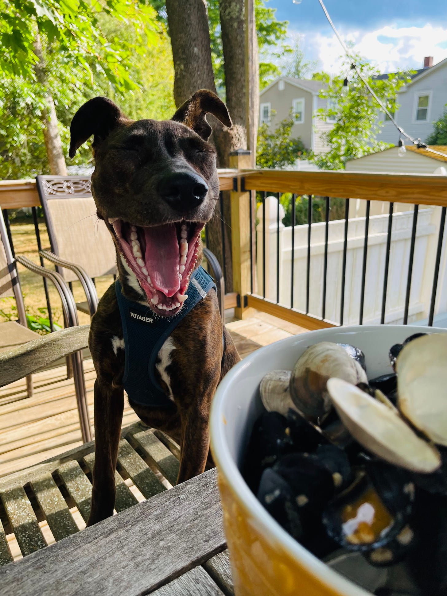 Dog sitting at an outdoor table near a bunch of clam and mussel shells. Dog is smiling. 