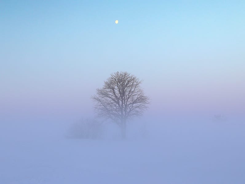 File:Tree in field during extreme cold with frozen fog.png