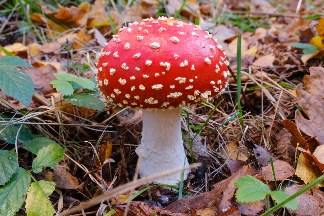 Fly agaric (Amanita muscaria) growing in autumn - WIF04365 - Wilfried  Wirth/Westend61