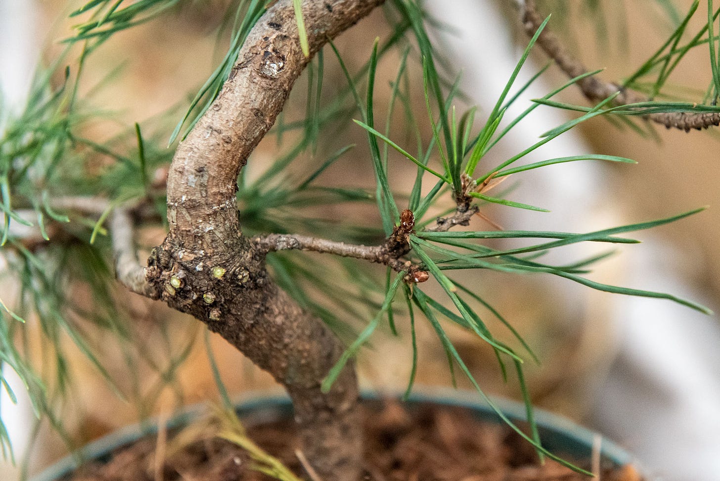 ID: The same whorl, with all but two branches removed