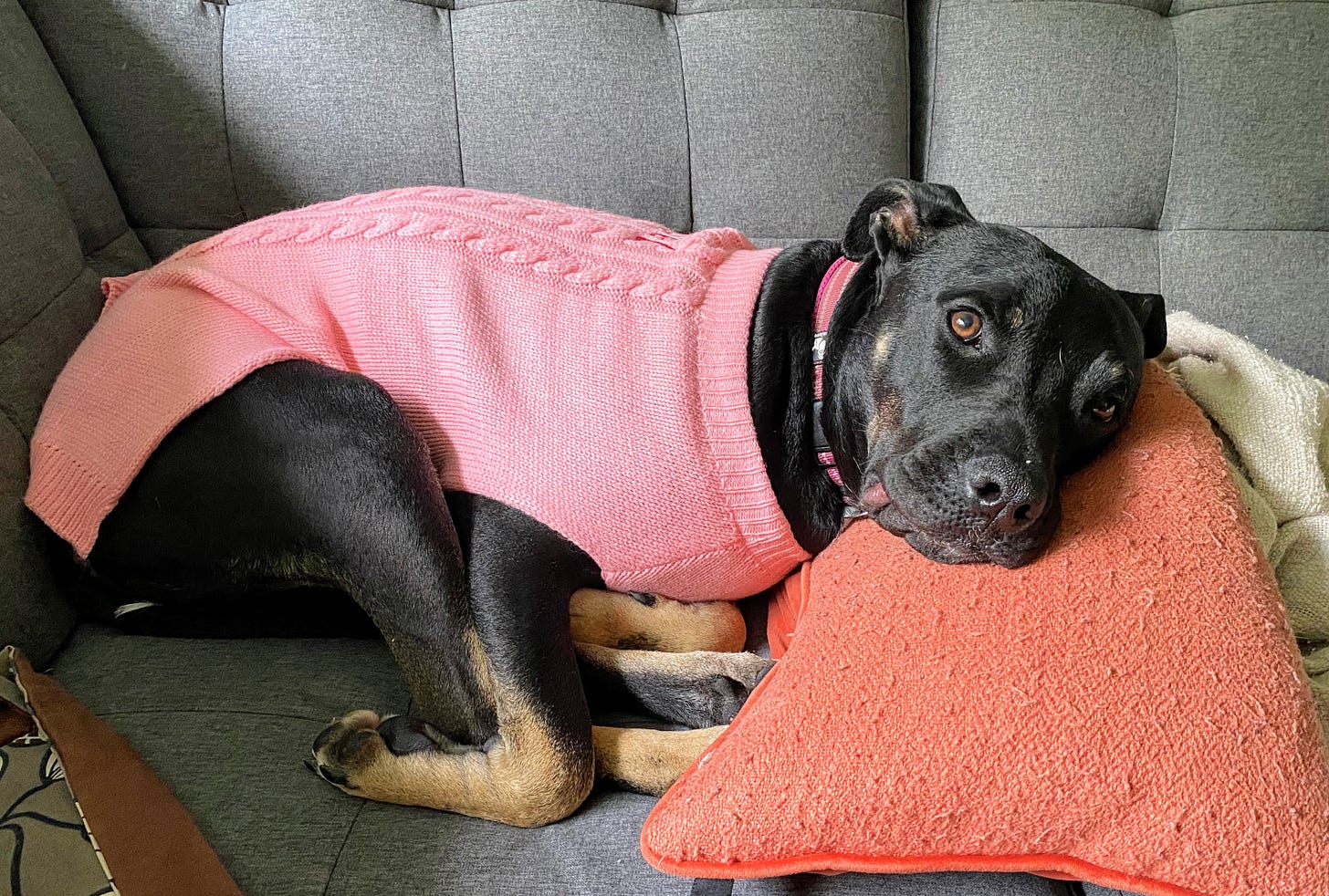 In brighter news, Mabel’s mom bought her a sweater. (Photo: Jennifer Roberts)