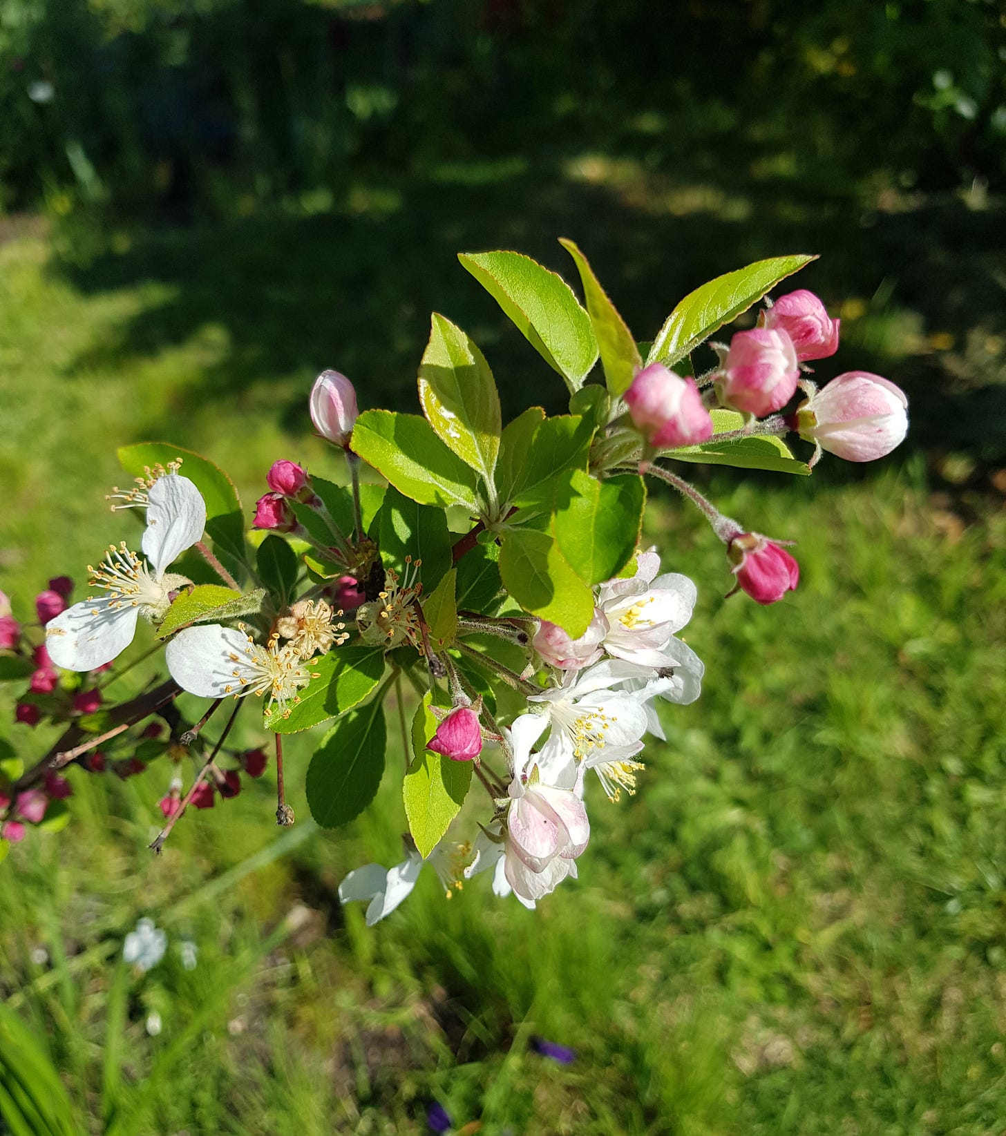 Photo of crabapple blossom