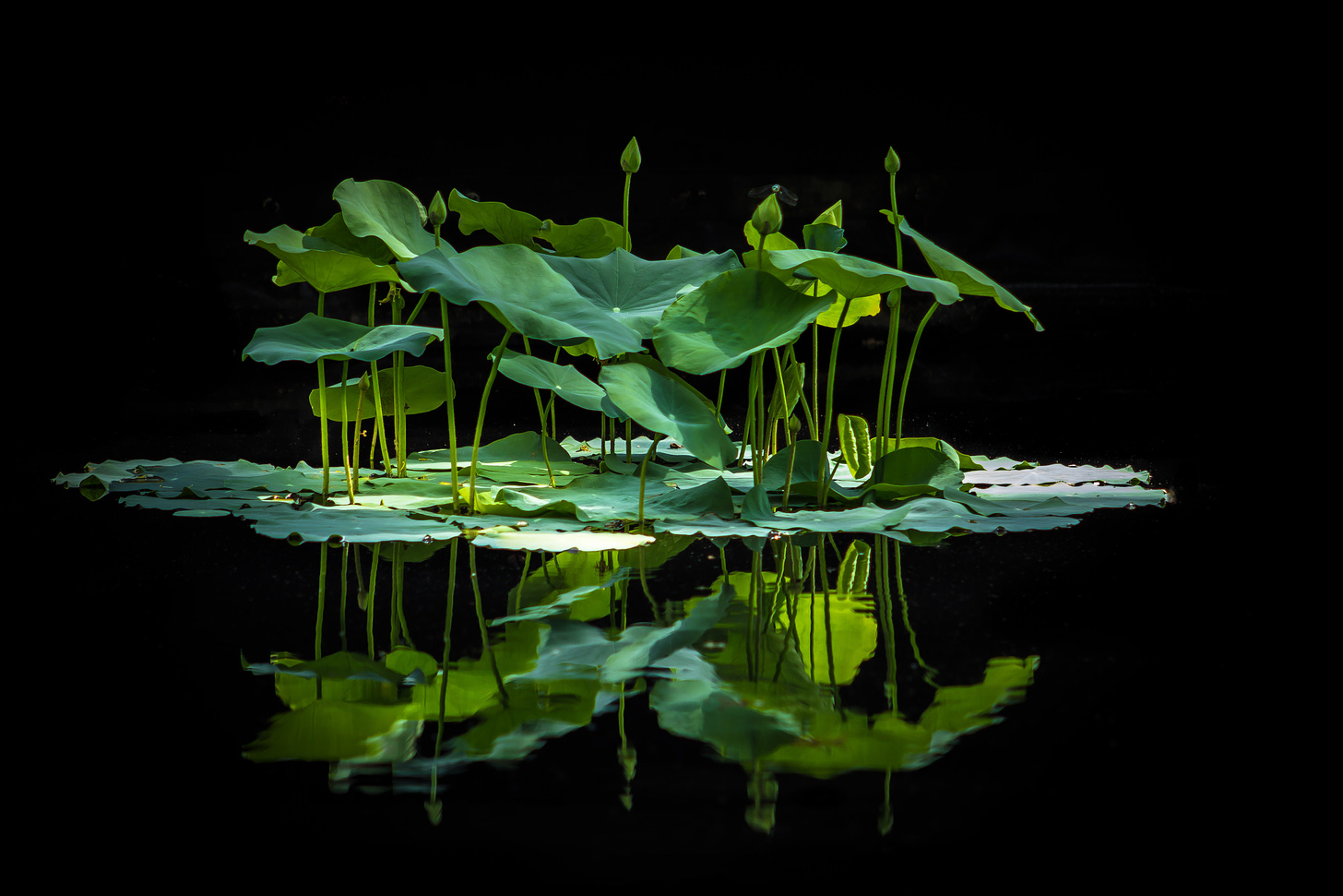 a small forest of lilypads in the center of a dark pond