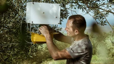 A Trapview device used to detect pests in an olive grove. 