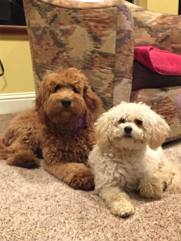 Nugget (right), who belongs to loyal reader Nicki, relaxes with a friend. Want your pet to appear in The Highlighter? hltr.co/pets