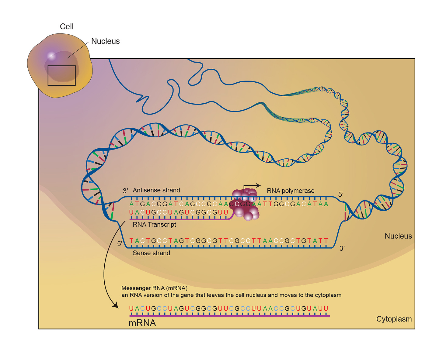 Messenger RNA (mRNA)