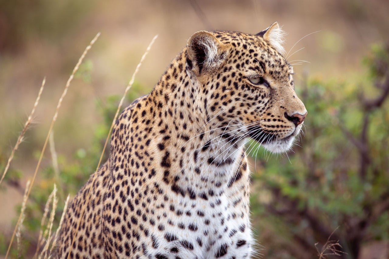 Portrait of a Leopard from the shoulders up, in three-quarter view. She is gazing off to the right of the image. Blurred acacia trees sit against pale gold ground in the background, with tall blades of grass the same color as her coat floating in on the left.