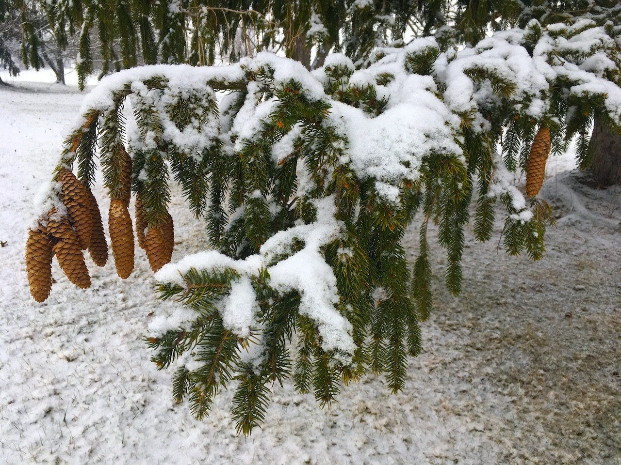 blog | pine branch and snow