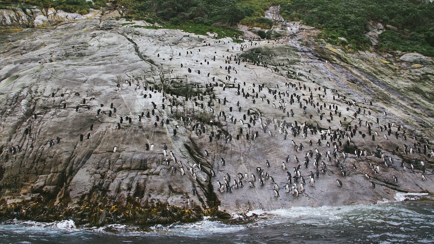 A photograph of a huge piece of rock on the edge of the island, which extends up into forest out of frame. Dotted along the smooth rock are Snares crested penguins - there would be dozens and dozens perched at different places along the rockface.