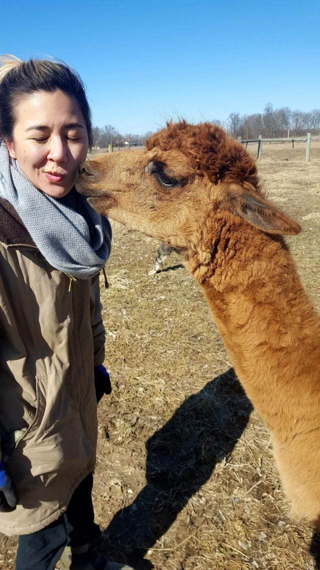 AN ALPACA IS KISSING ME