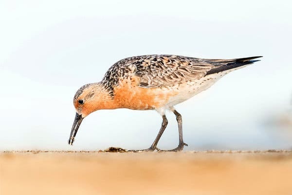 A red knot on the beach in Cape May, N.J. Its numbers are declining in the state.