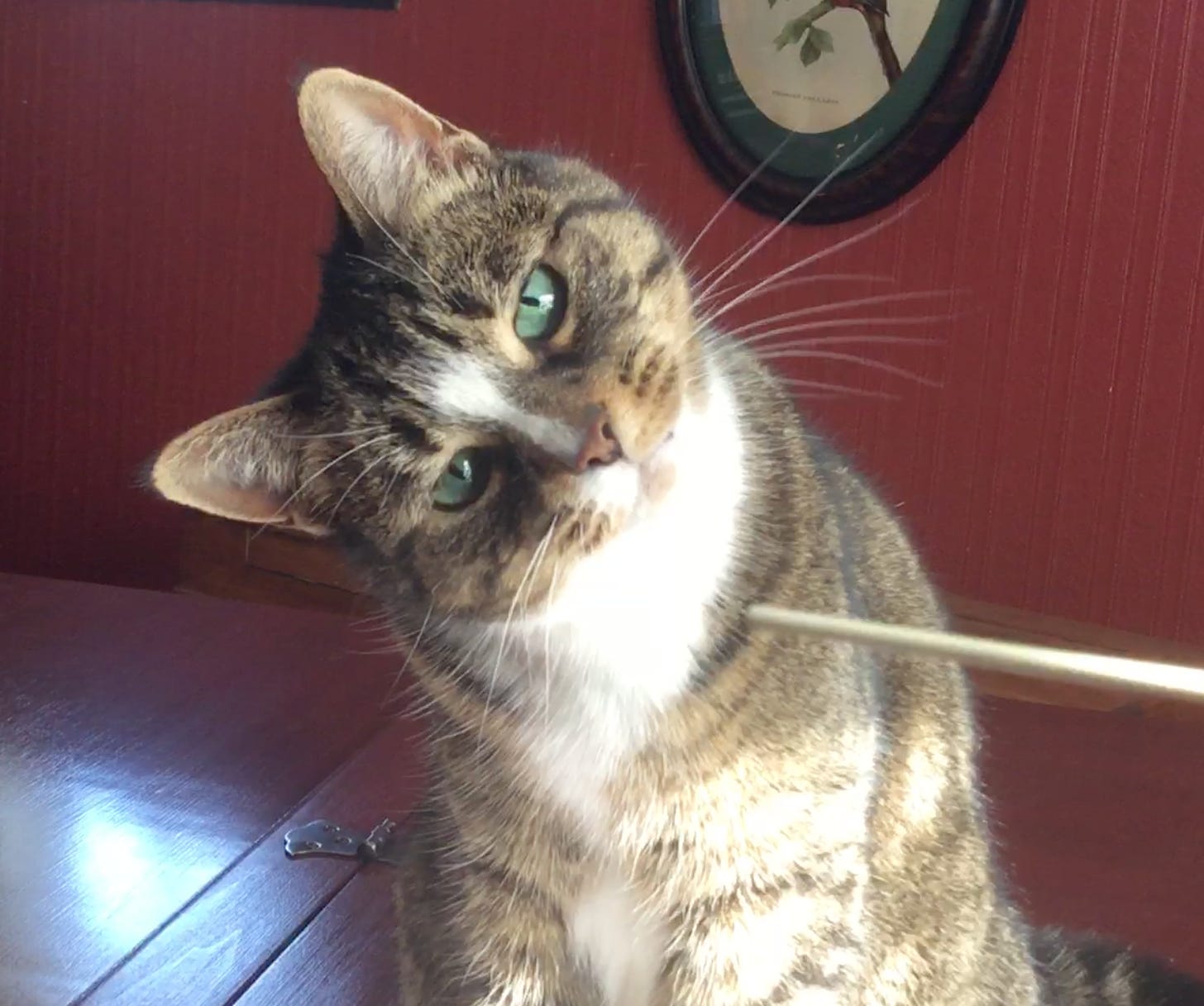Stella the cat, fascinated by a conductor's baton.