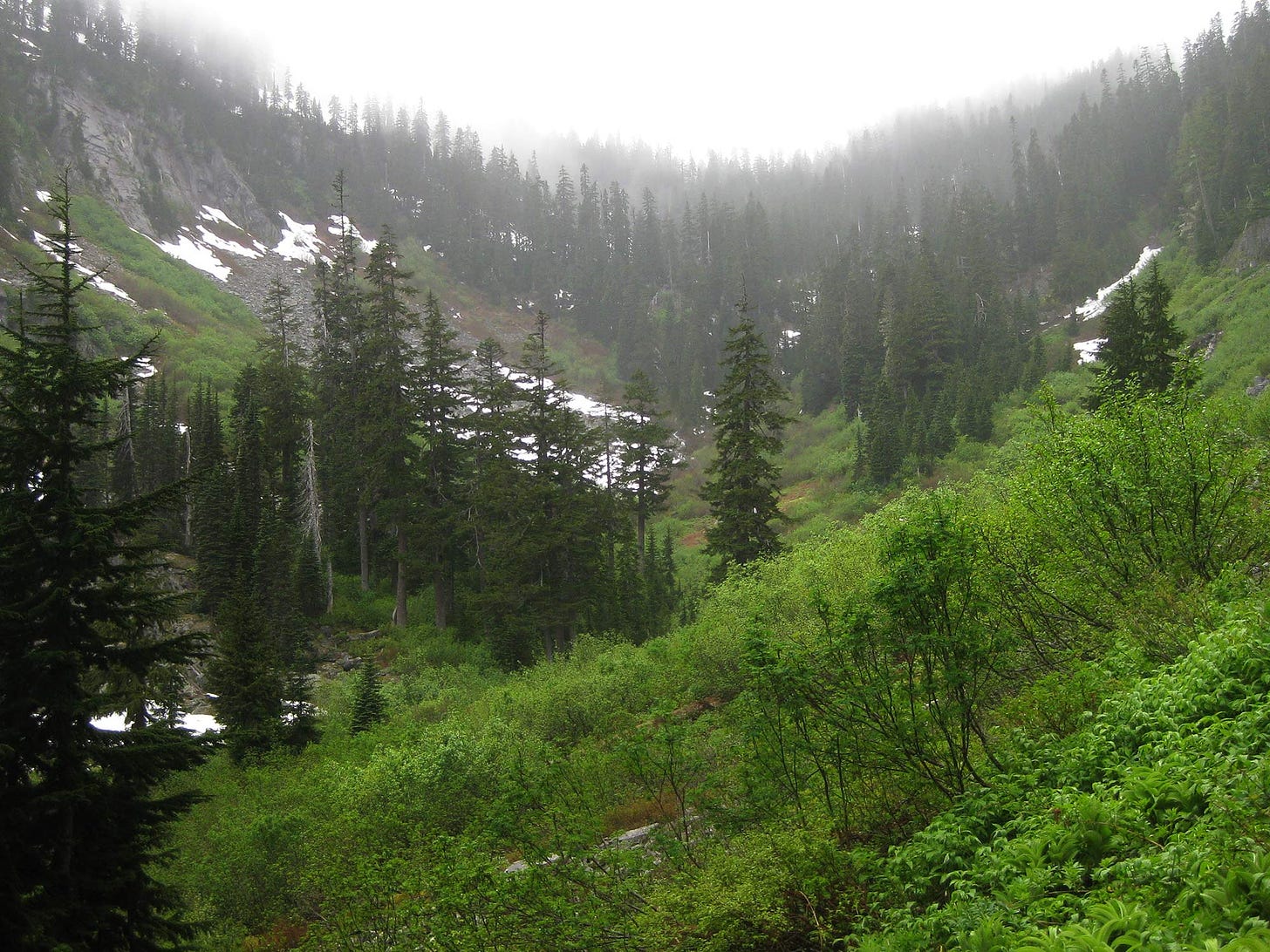 misty high altitude basin lush with bright greenery and stands of dark conifers, streaked by a talus field still spotted with patches of snow - the distant tree-covered pass begins to disappear into the mist