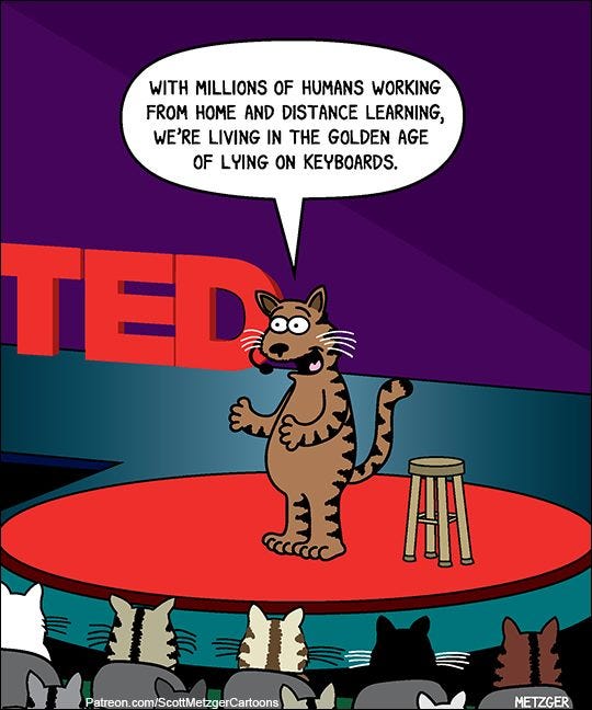 A cat is onstage giving a TED talk. He's saying with a smile, "With millions of humans working from home and distance learning, we're living in the golden age of lying on keyboards."