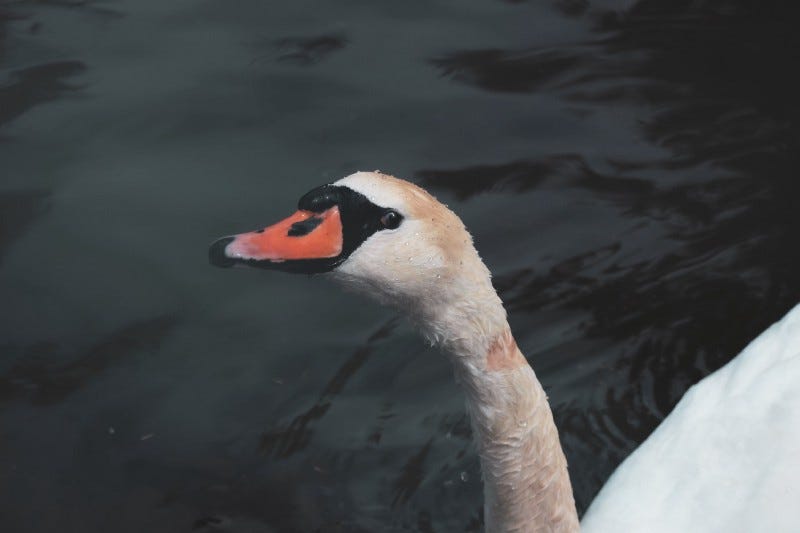 A duck looking suspicious