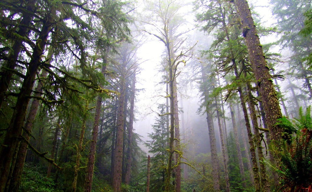 Amongst the firs of the Elliott State Forest
