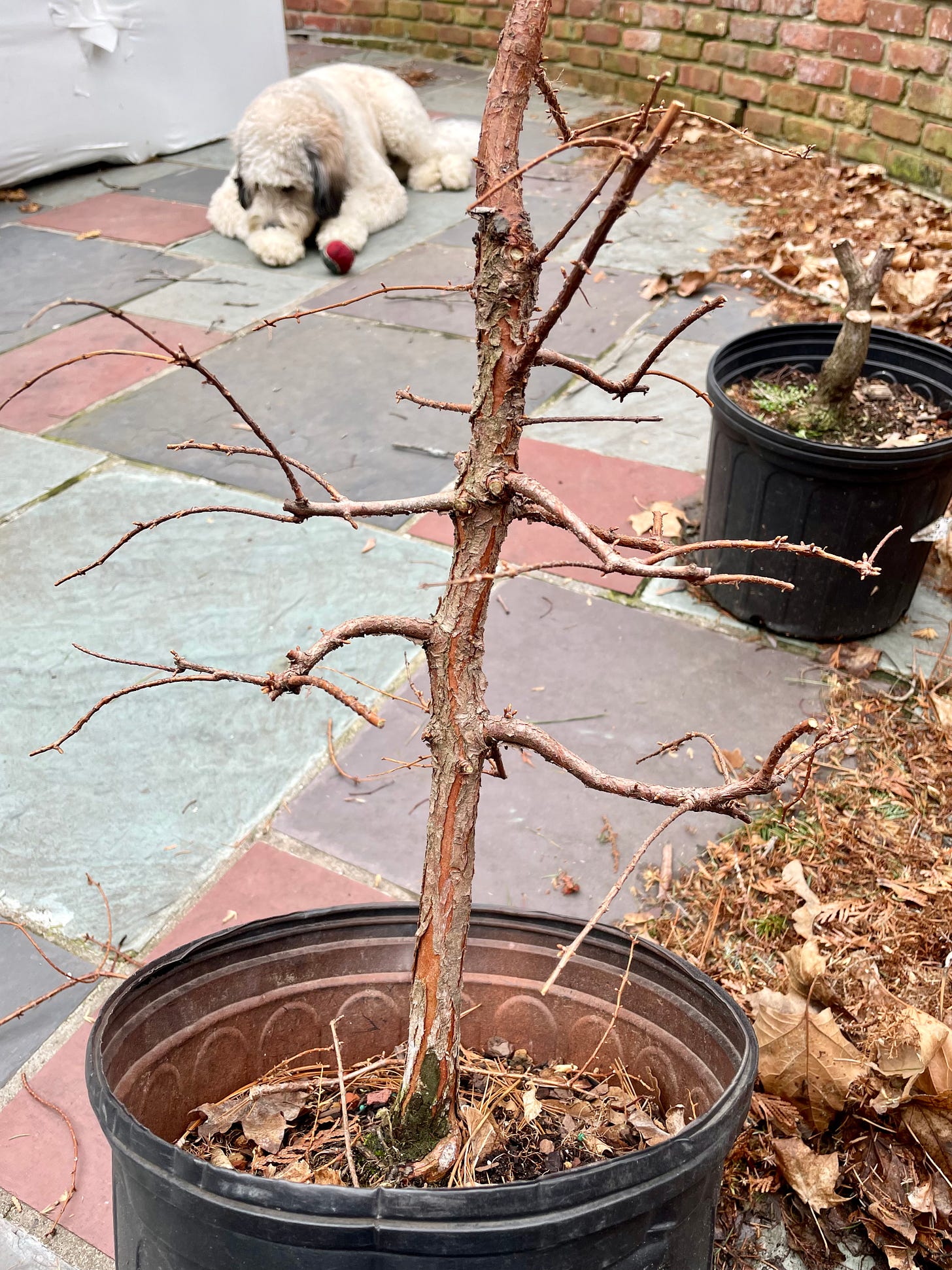 ID: Photo of the pruned dawn redwood. Cameo of the family dog and my clethra stump in the background.