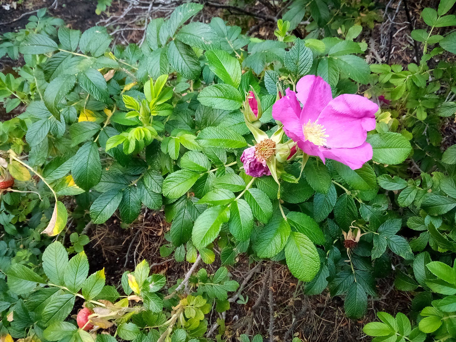 Pink wild rose blooming on a heat-stressed plant