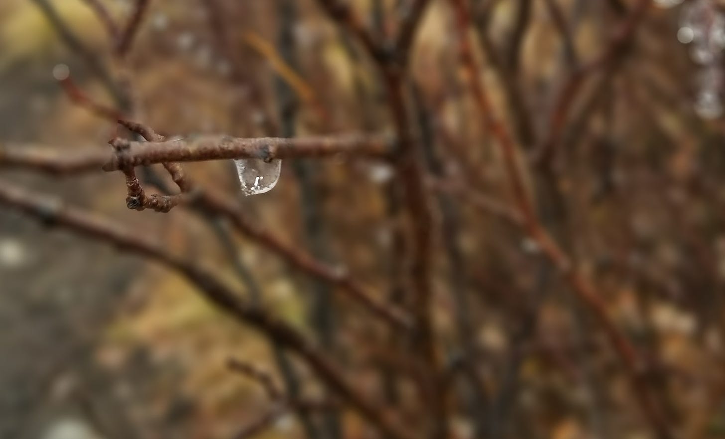 a frozen water droplet clings to a twig.