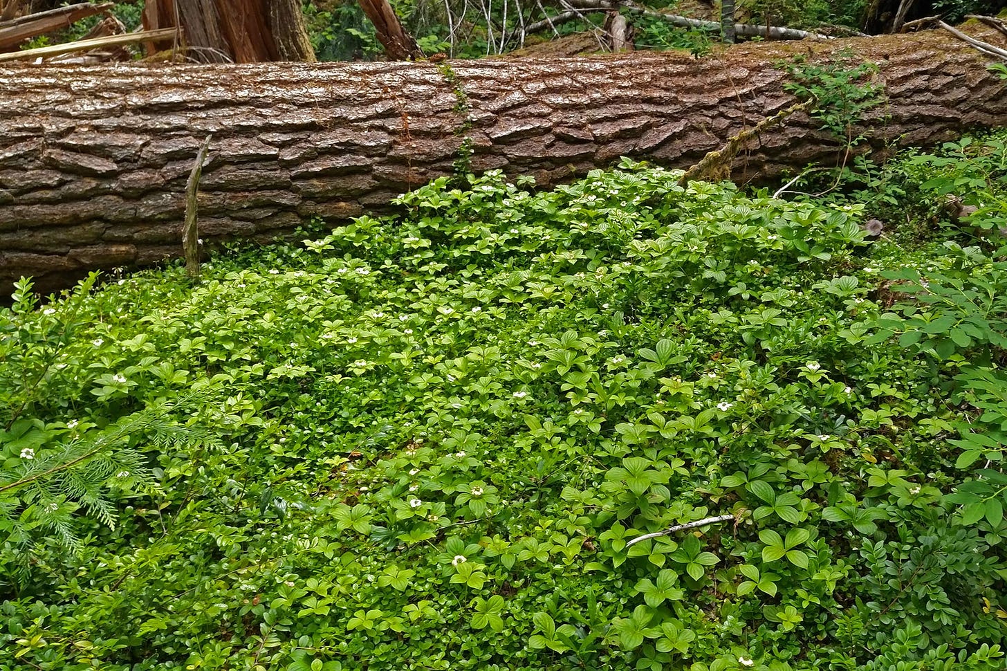 a sea of bright green twinflower vines and bunchberry dogwood, dotted with white floral bracts, carpeting the forest floor beside a fallen log from a conifer