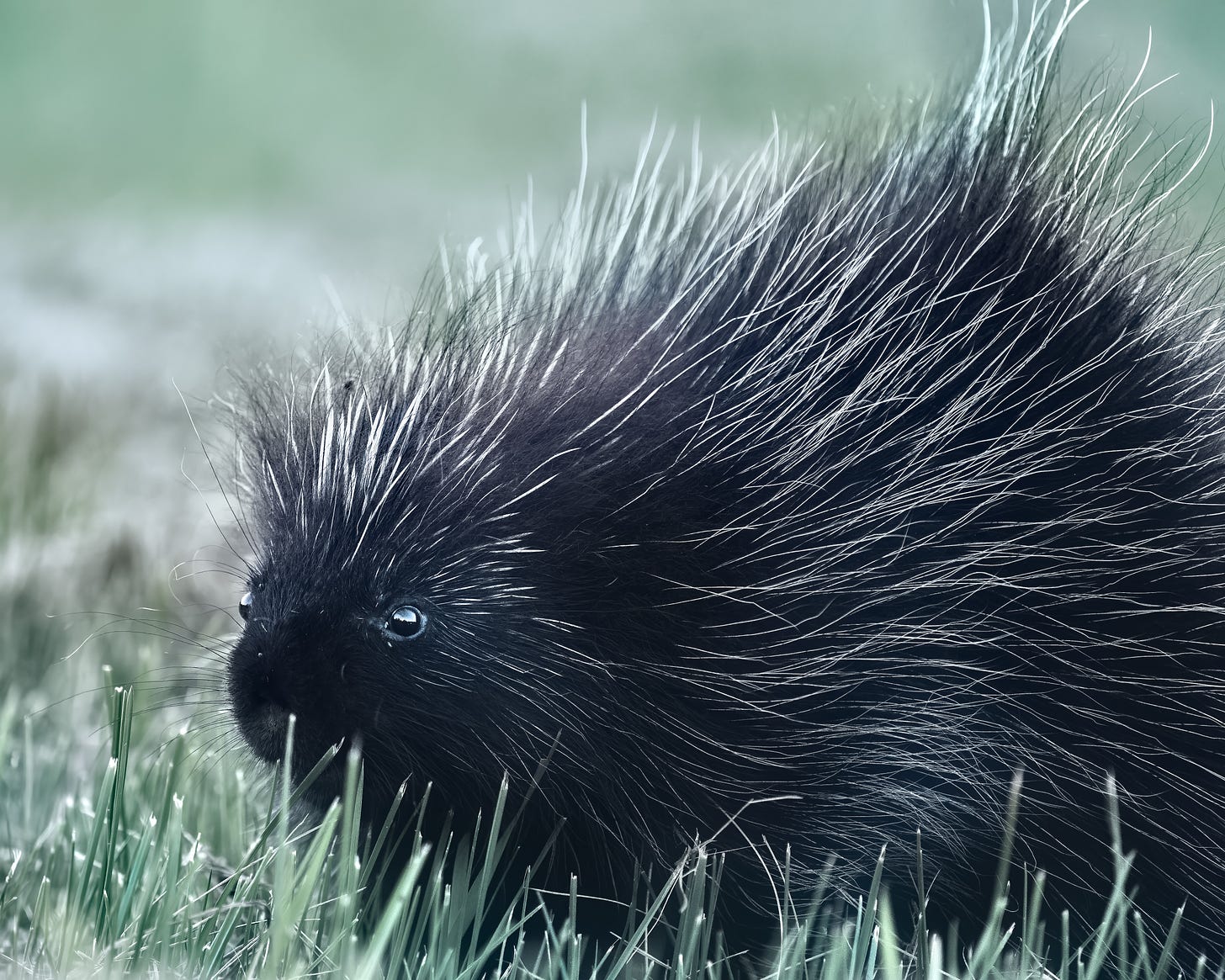 A young porcupette (baby porcupine) with black fur and white quills and a sweet little face