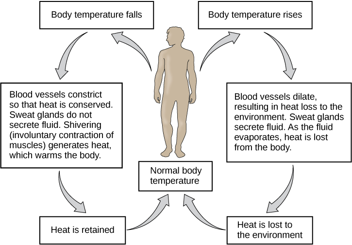 Image showing temperature regulation in response to signals from the nervous system. When the body temperature falls, the blood vessels constrict, sweat glands don't produce sweat, and shivering generates heat to warm the body. This causes heat to be retained the the body temperature to return to normal. 

When the body temperature is too high, the blood vessels dilate, sweat glands secrete fluid, and heat is lost from the body. As heat is lost to the environment, the body temperature returns to normal. 