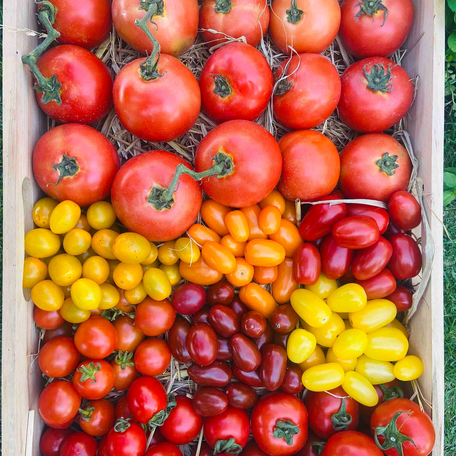 different tomatoes