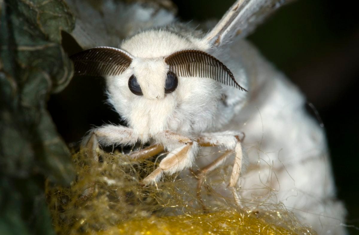 Is the 'Venezuelan Poodle Moth' Real?