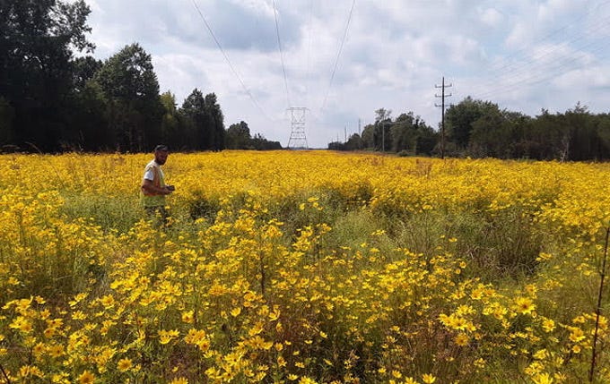 Image of person in field of flowers beneath power lines.