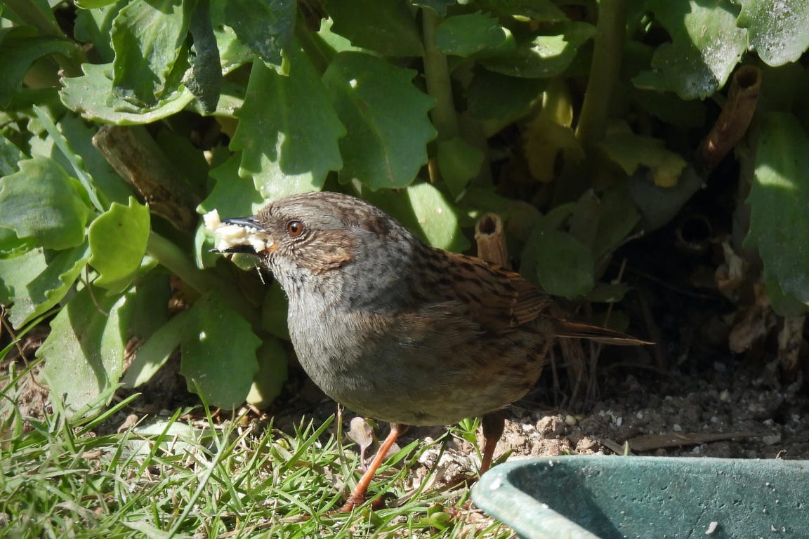 Close up of a Dunnock with suet pellets in its bill. Bird is standing in front of shrubs. The edge of a grey feeder dish can be seen in the front right foreground