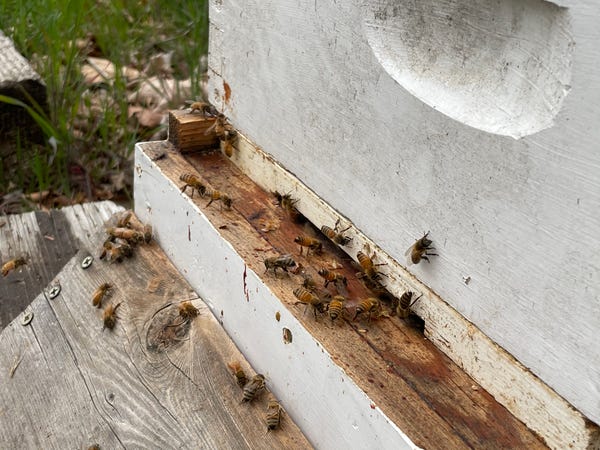 About an hour after the bees get their new home, they're out on the porch, fanning and taking orientation flights. 