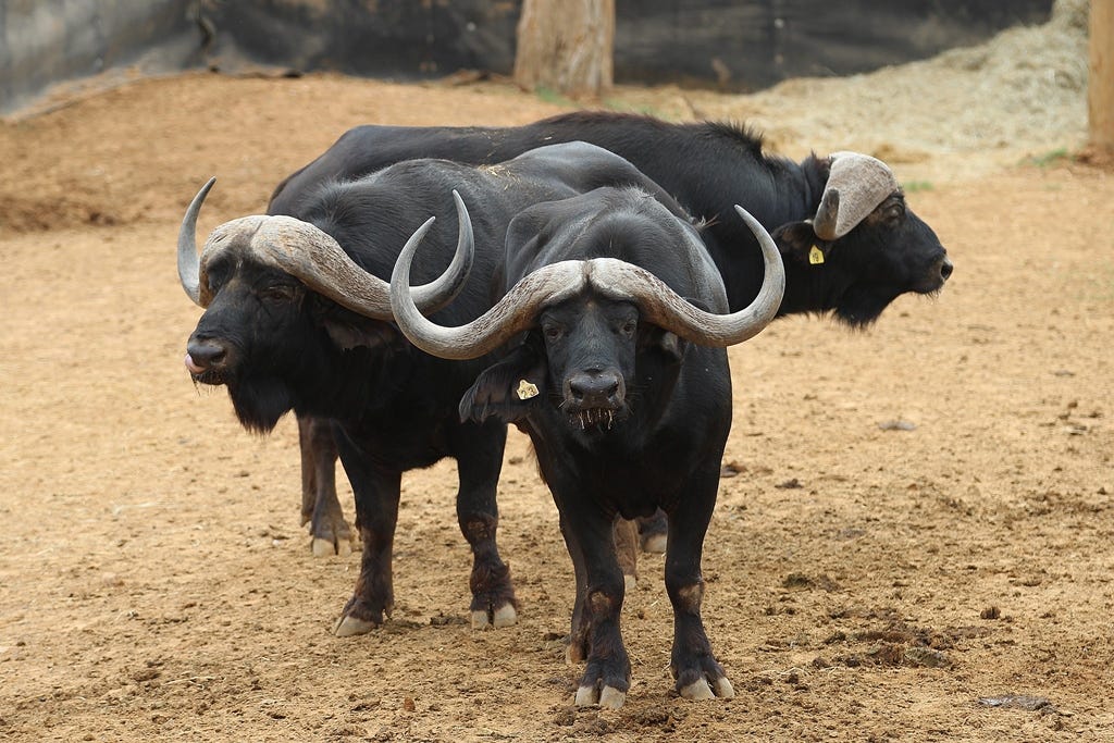 Three bulls