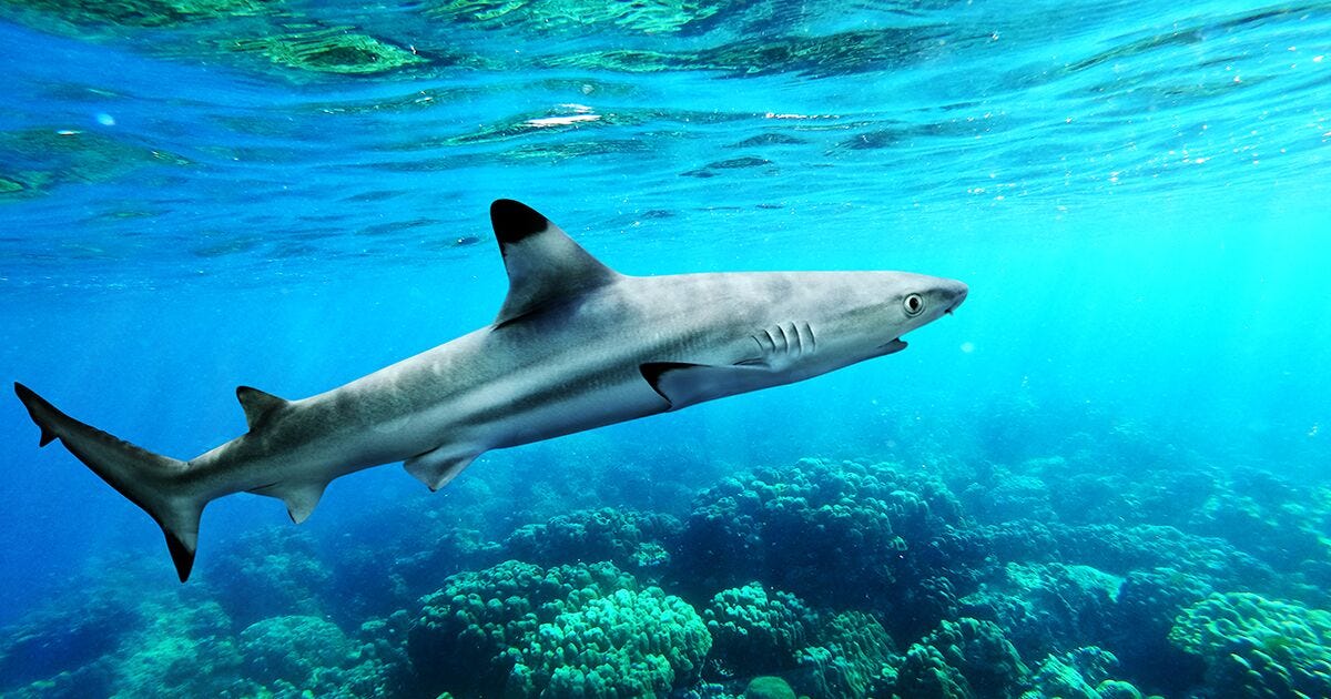 Interesting and Fun Facts about Blacktip Reef Sharks | Scuba Diving