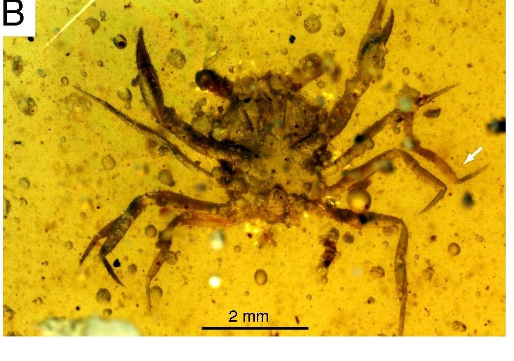 Tiny Crab Preserved in 100-million-year-old Amber Lived Among Dinosaurs