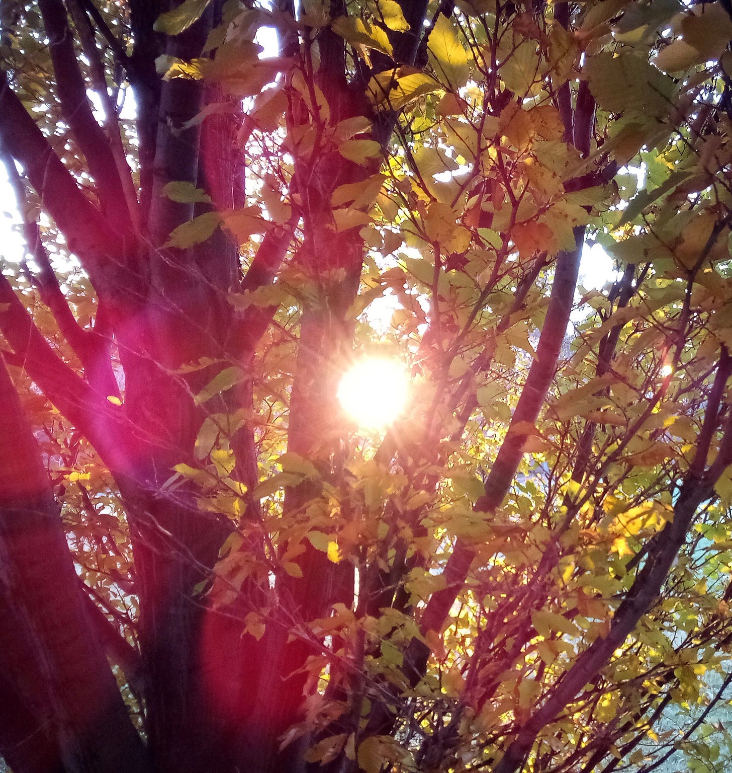 Sunbeam through golden tree leaves