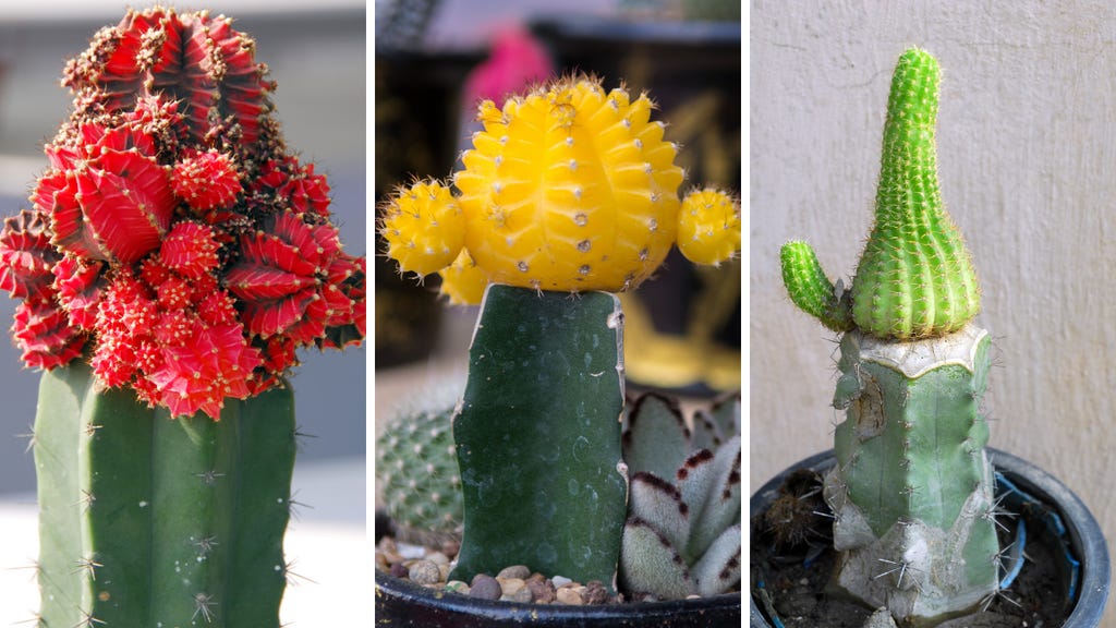 Cactus Grafting Guide - How to Graft a Cactus Plant - Homegrown Garden