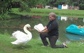 Apparently you can be prosecuted if your swan won't migrate | CBC News