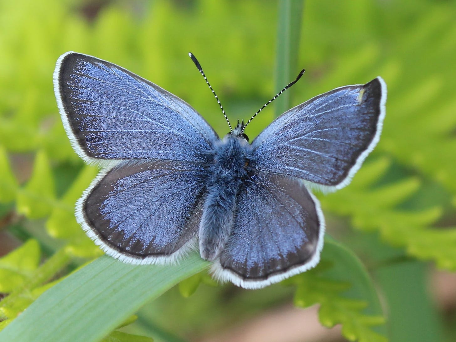Fender's Blue Butterfly in 2020 - Institute for Applied Ecology