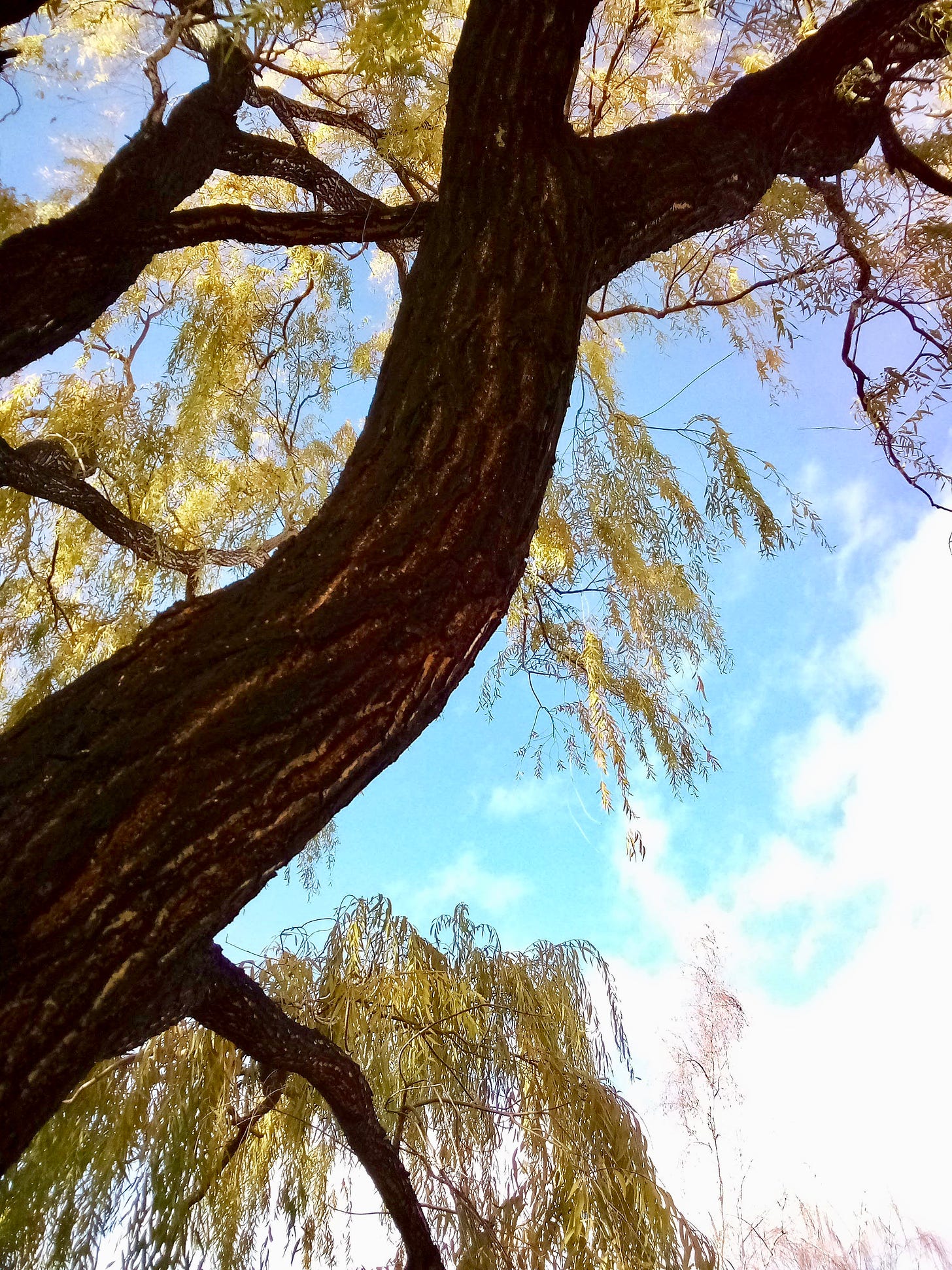 Willow trunk against a blue sky