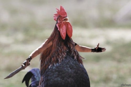 ROOSTER.info — ARE YOU NOT ENTERTAINED?