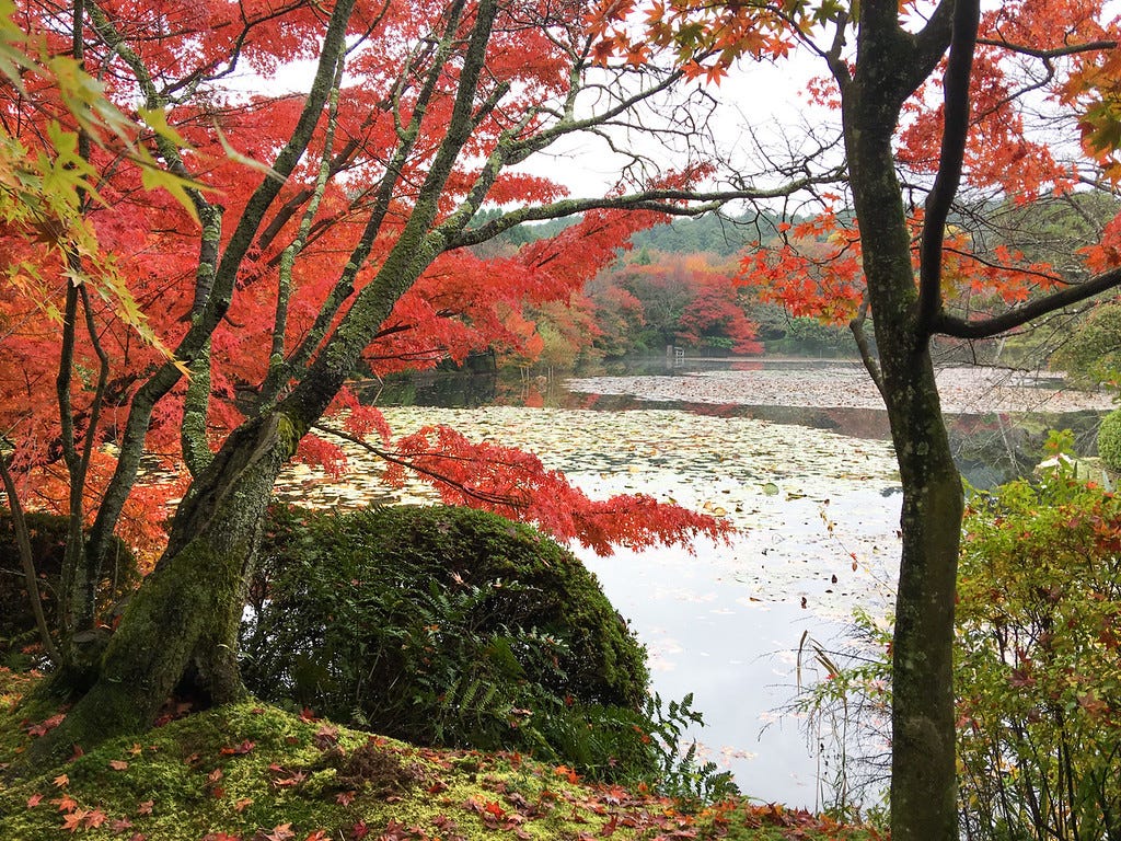 Ryoan-ji Temple Lake, Kyoto © Chris Mitchell