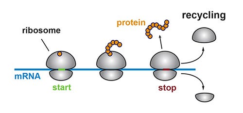 Rogue Ribosomes Defy Stop Signals, Go to Work in Untranslated Regions