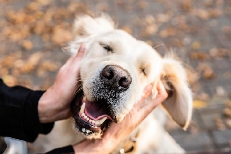 Study Shows That Petting a Therapy Dog Can Have Long-Lasting Benefits