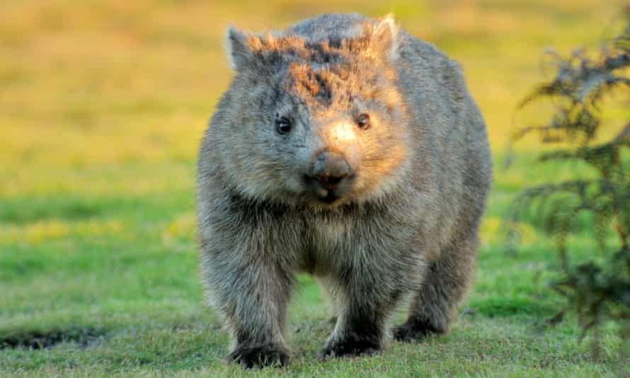 wombat walks in a green field