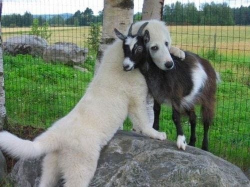 Image result for cute animals hugging
