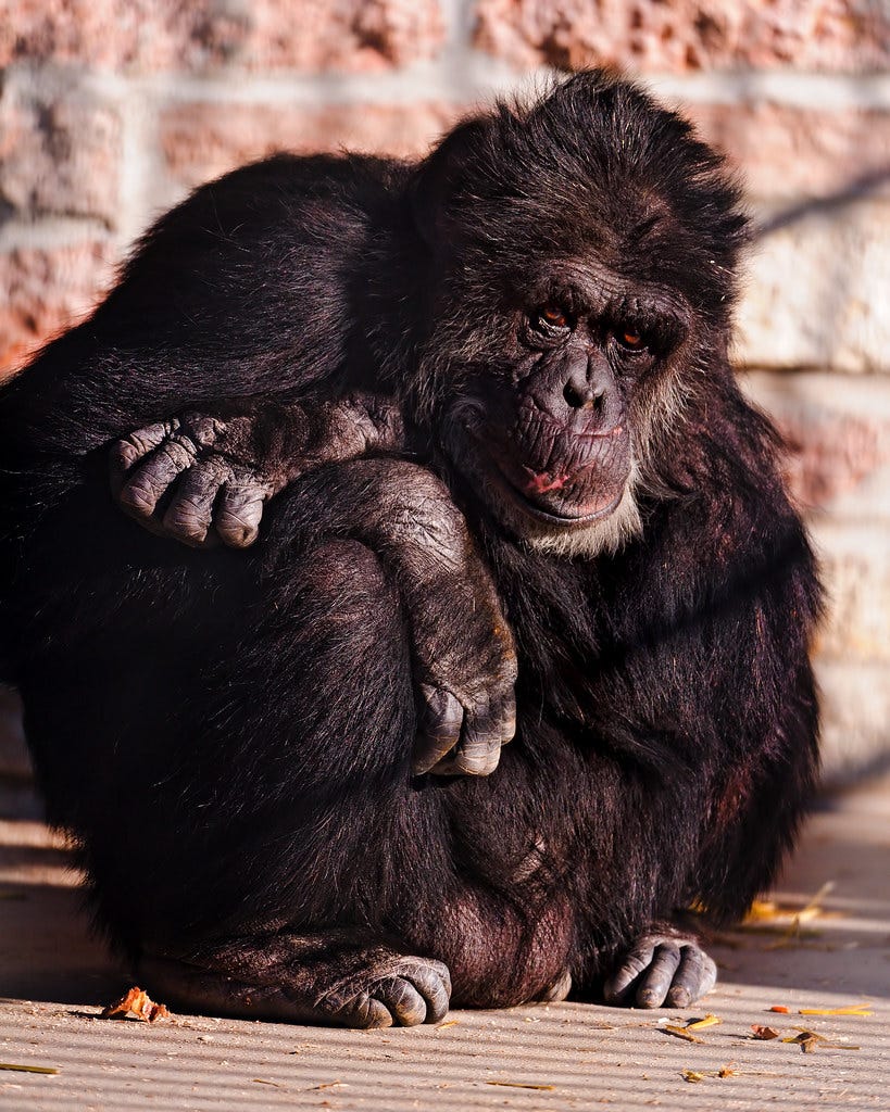 Sitting chimpanzee