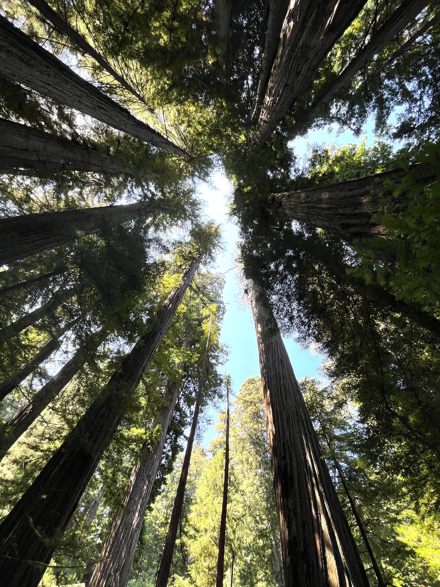 Coastal redwoods treetops