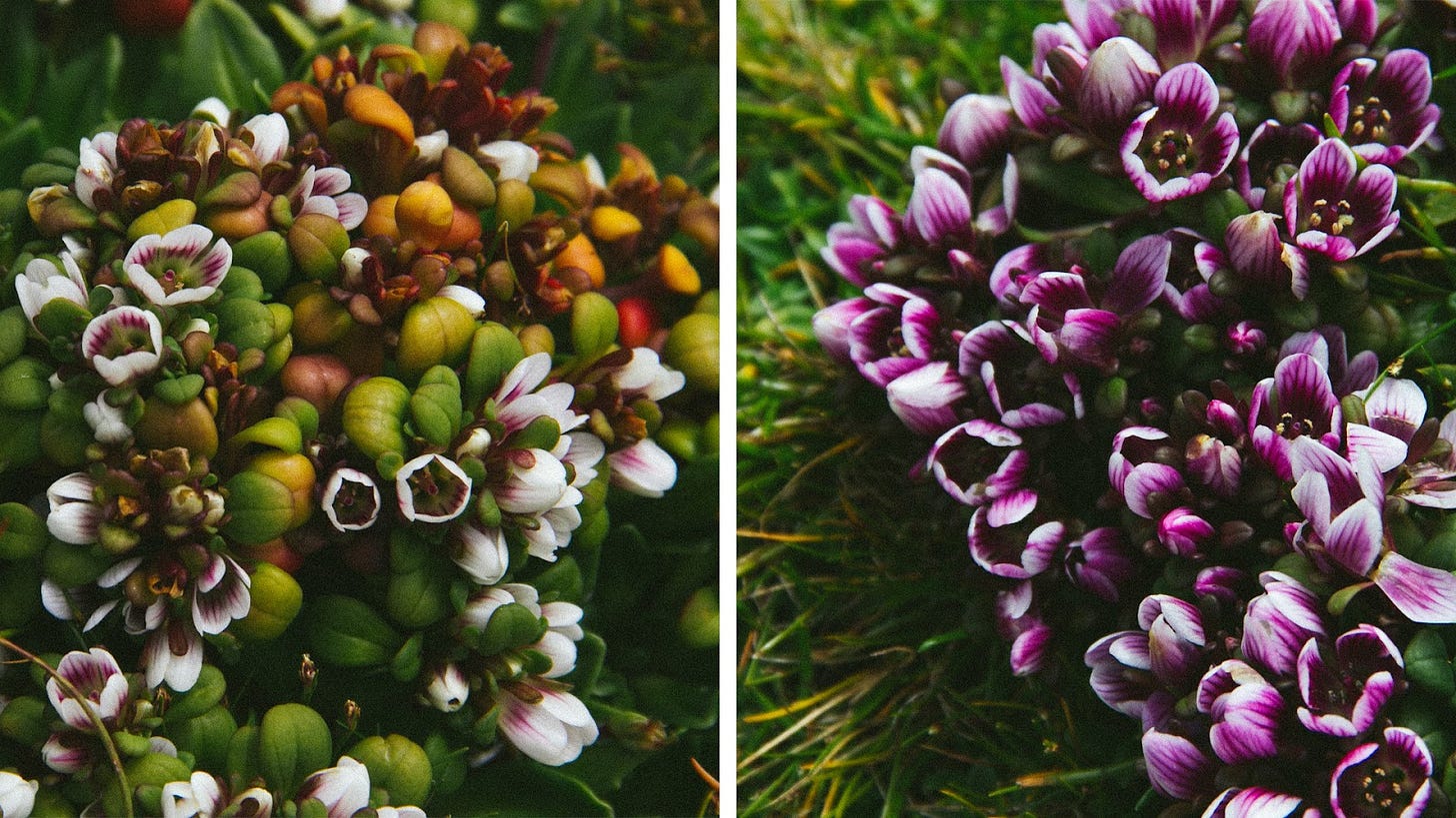 Two photos side-by-side of the same plant in different colours. On the left, the small buds are white, with a dark pink on the inner circle - and it's small round leaves a mixture of greens, oranges, and yellows. On the right, the buds are streaked with bright magenta and the leaves are a dark green.